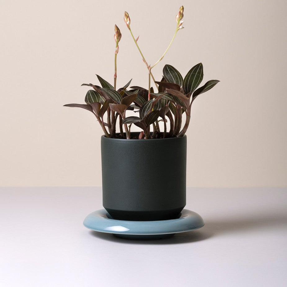 Sottovaso LILY /misty blue