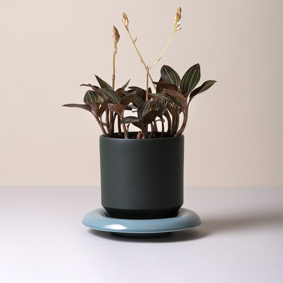 Vaso LILY /forest night