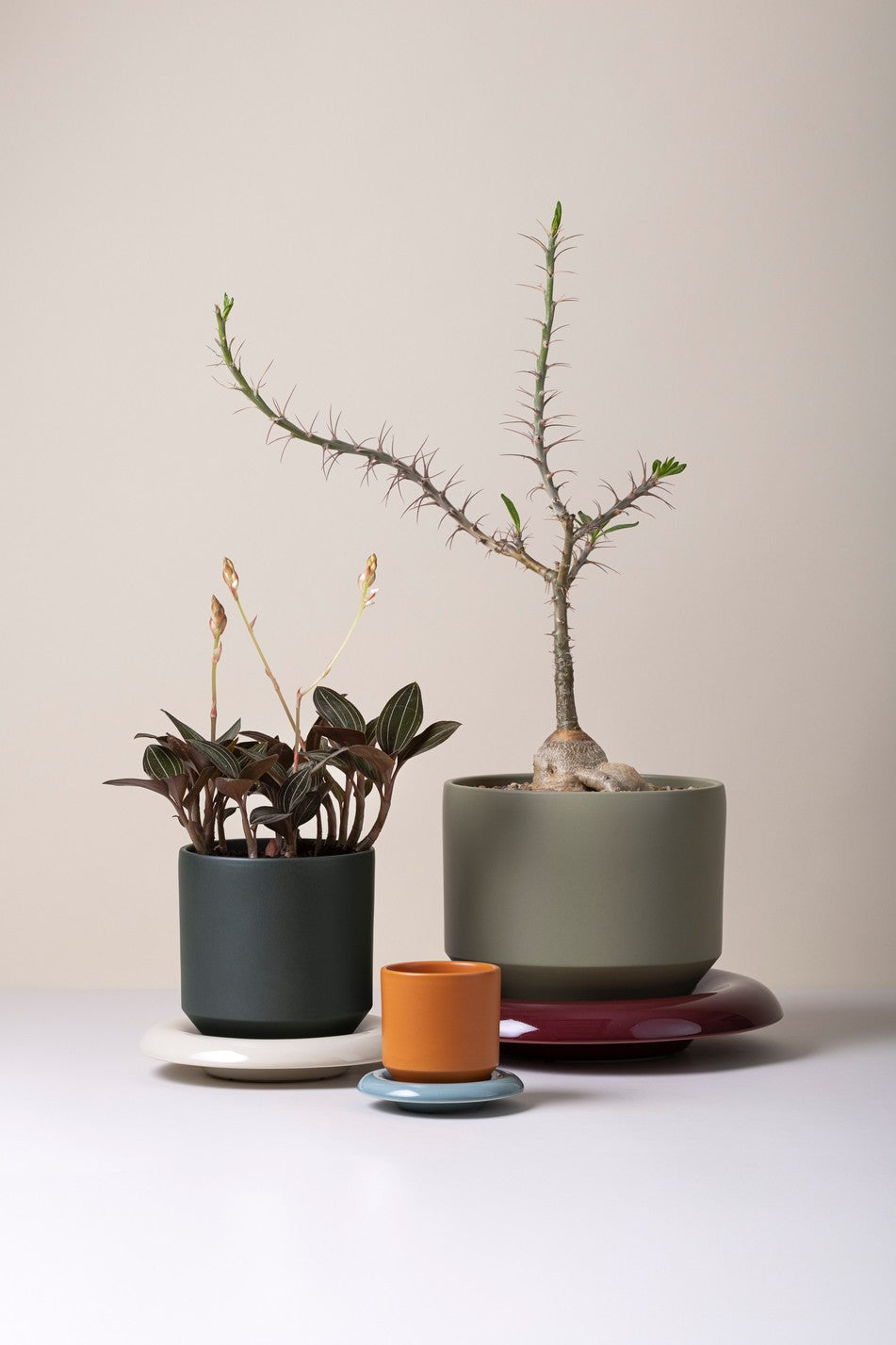 Vaso LILY /tagerine orange