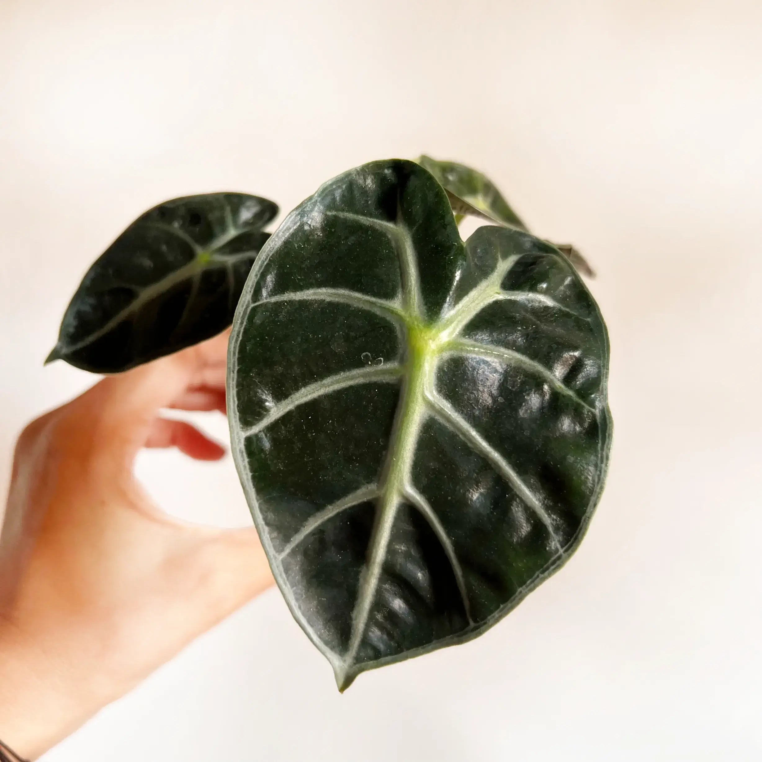 baby Alocasia Baloon