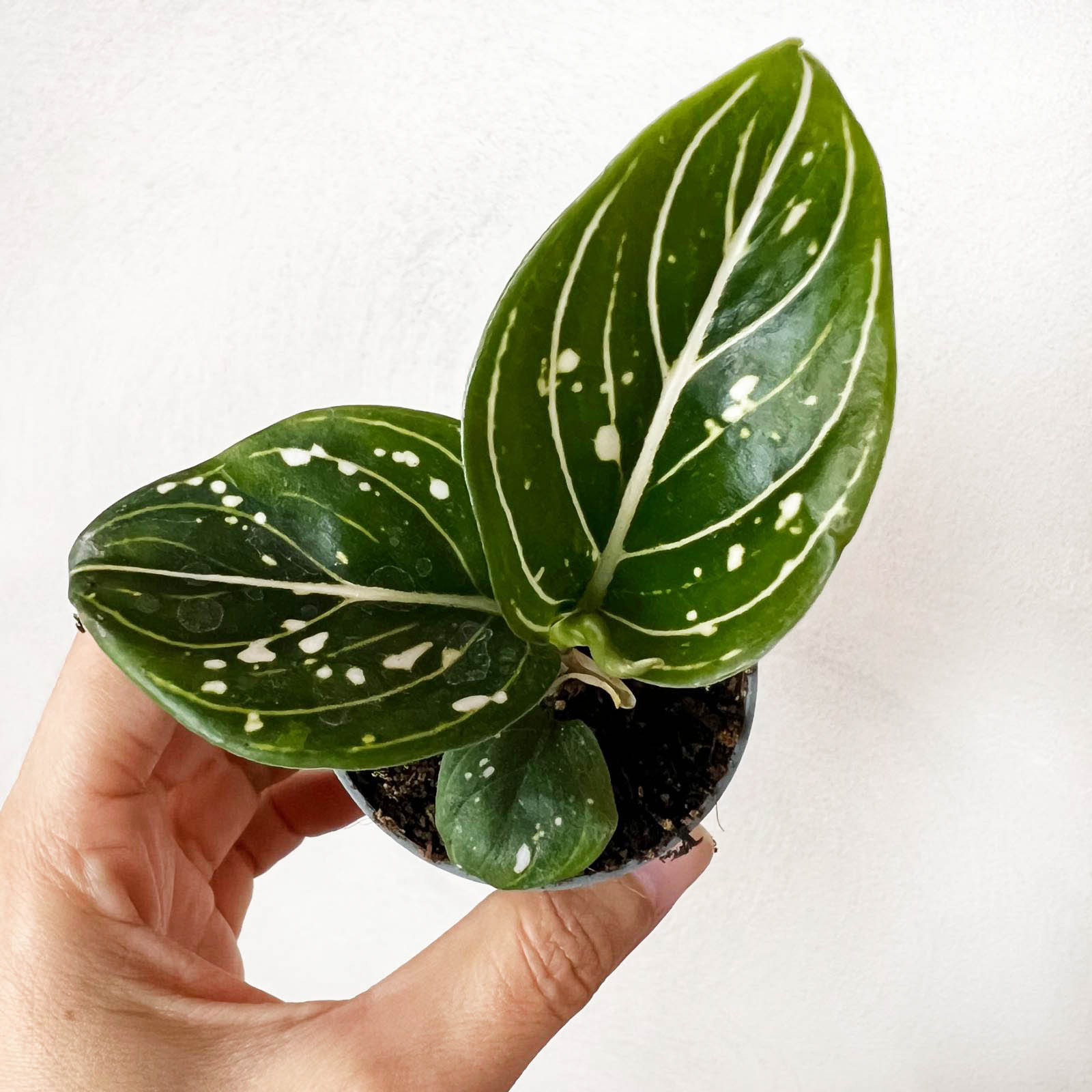 Baby Aglaonema Tom's Pride