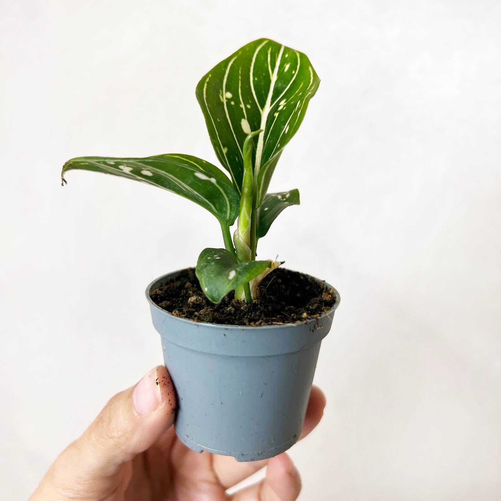 Baby Aglaonema Tom's Pride