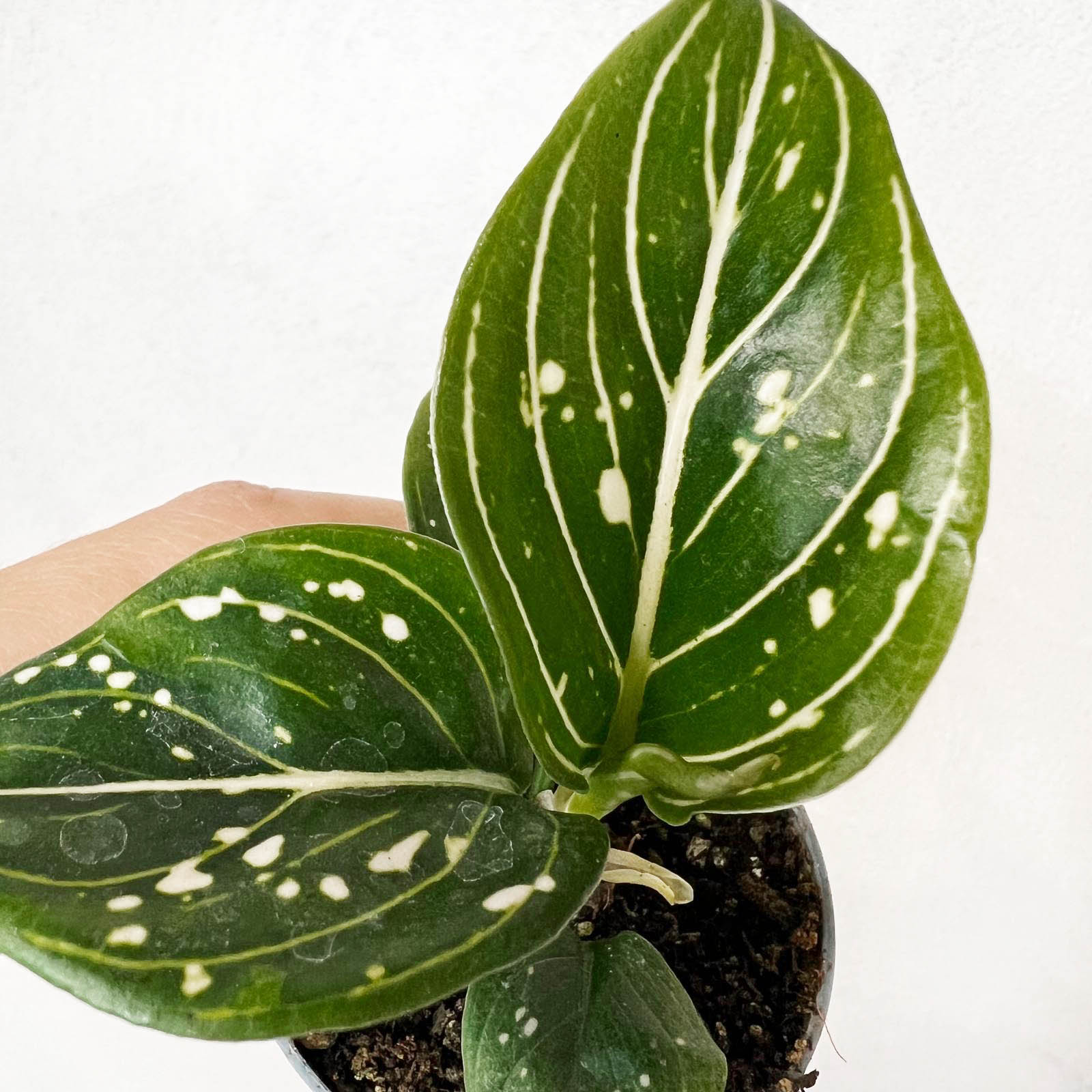 Baby Aglaonema Tom's Pride