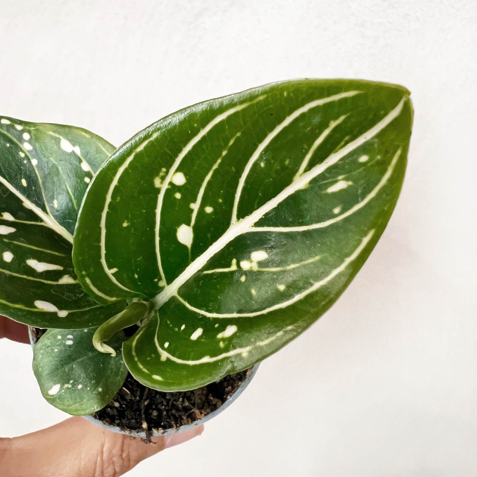 Baby Aglaonema Tom's Pride
