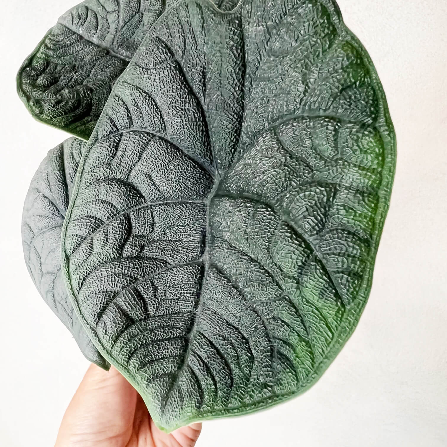 Mini Alocasia Melo