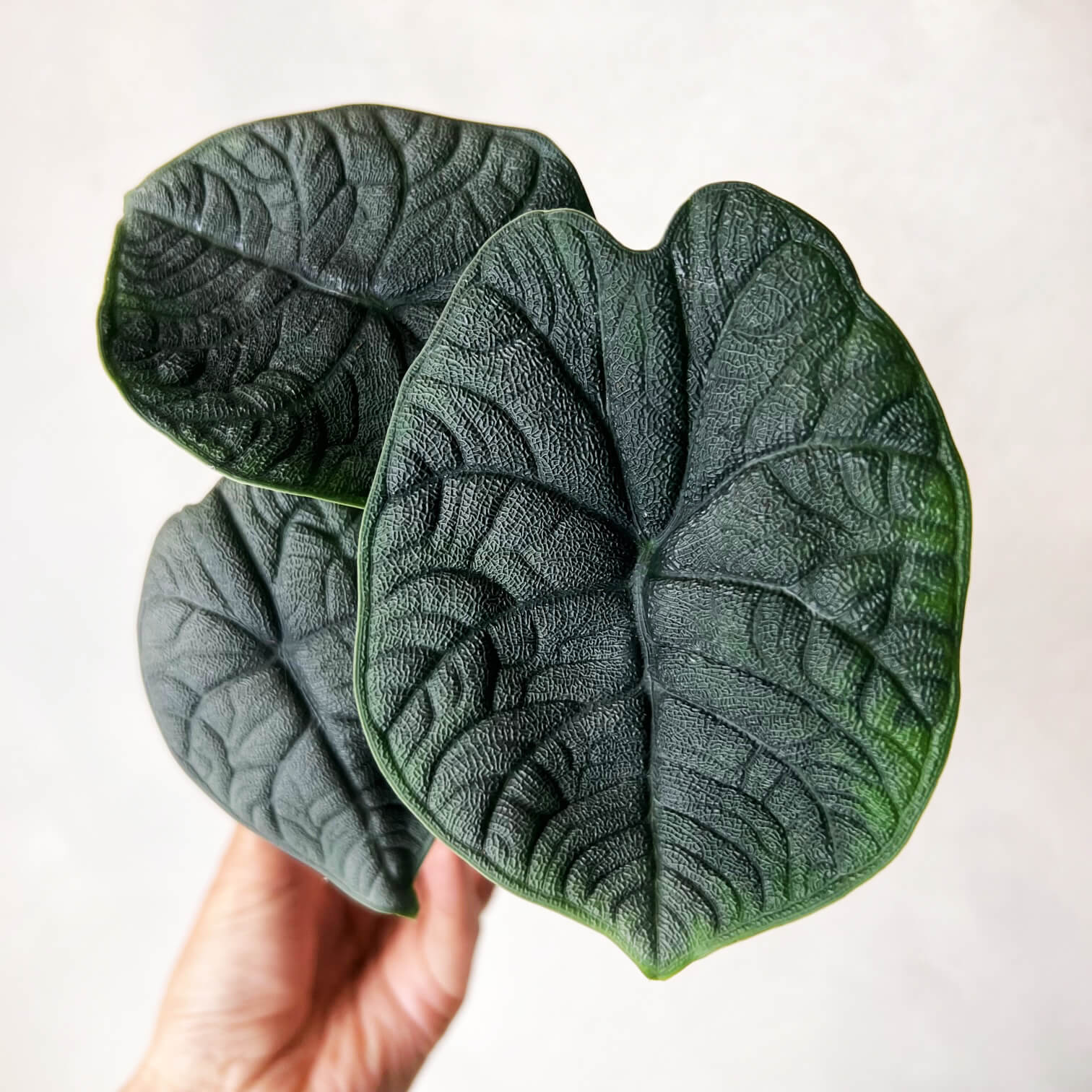 Mini Alocasia Melo