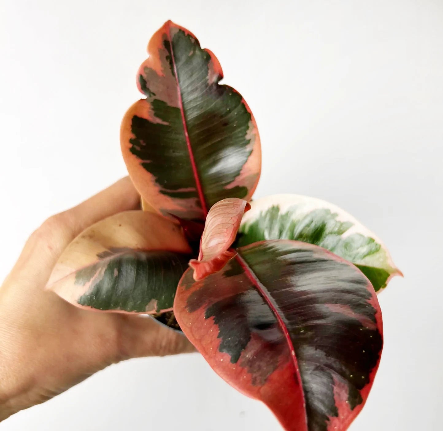 Baby Ficus Belize