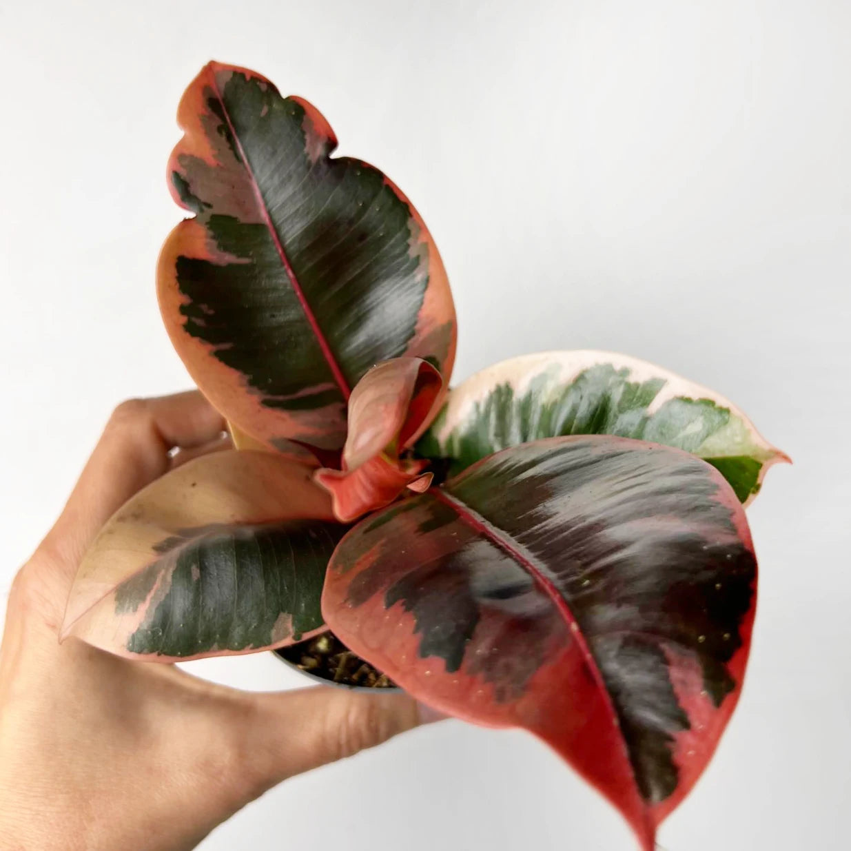 Baby Ficus Belize