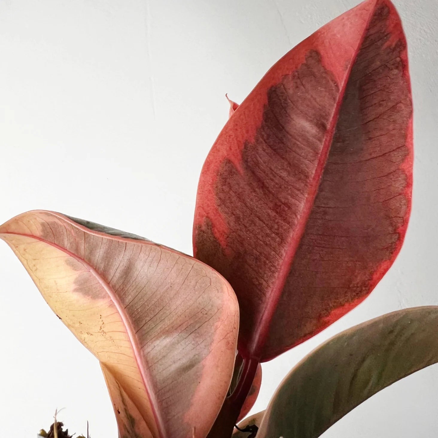 Baby Ficus Belize