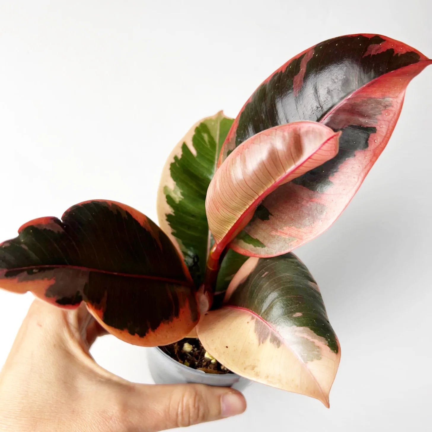 Baby Ficus Belize