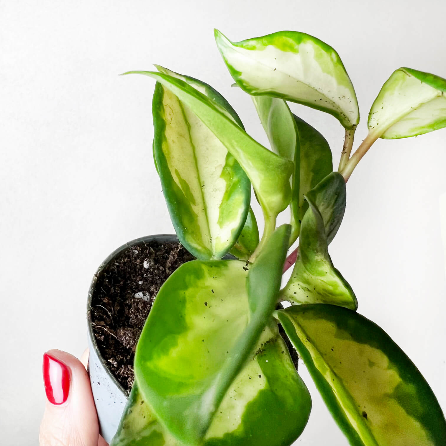 Baby Hoya Carnosa Tricolor