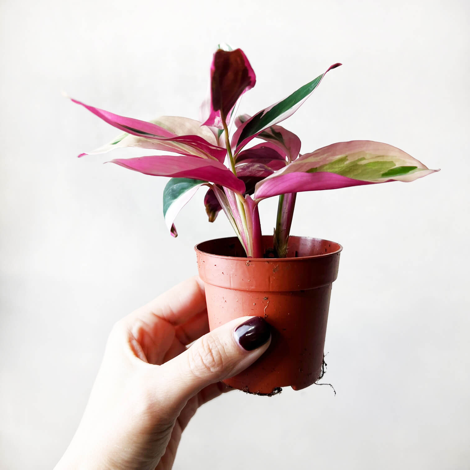 Baby Maranta Stromanthe Triostar