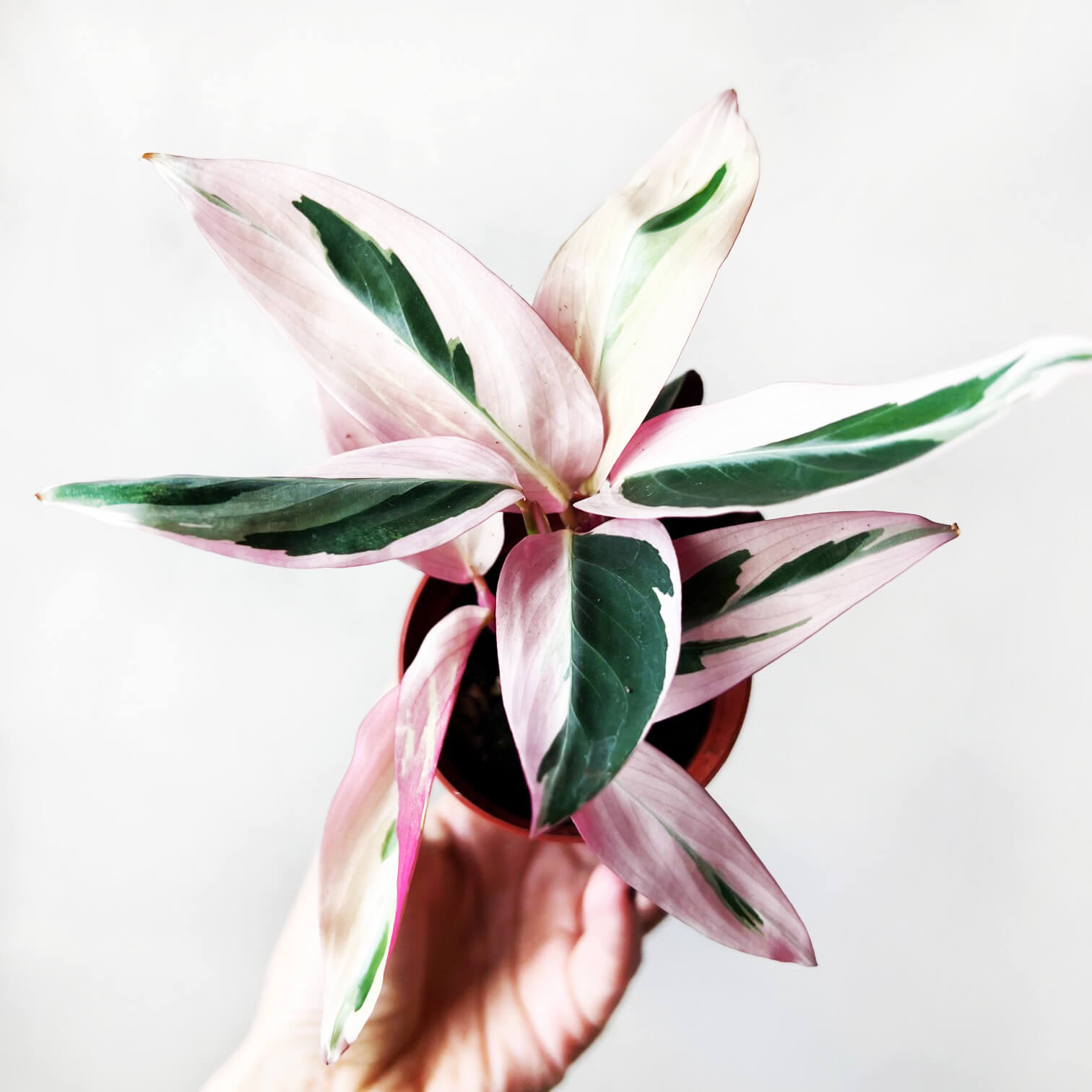 Baby Maranta Stromanthe Triostar