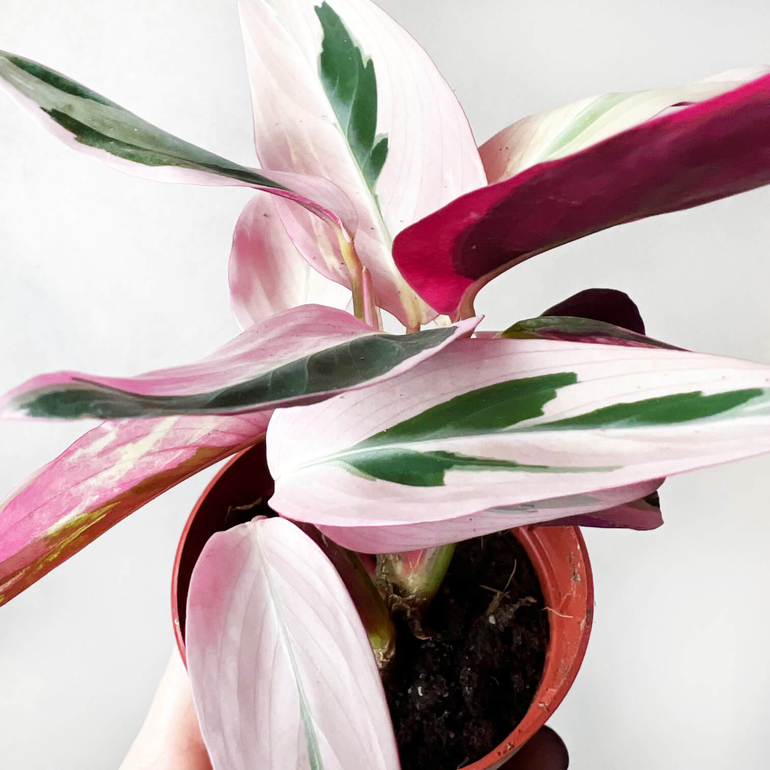 Baby Maranta Stromanthe Triostar