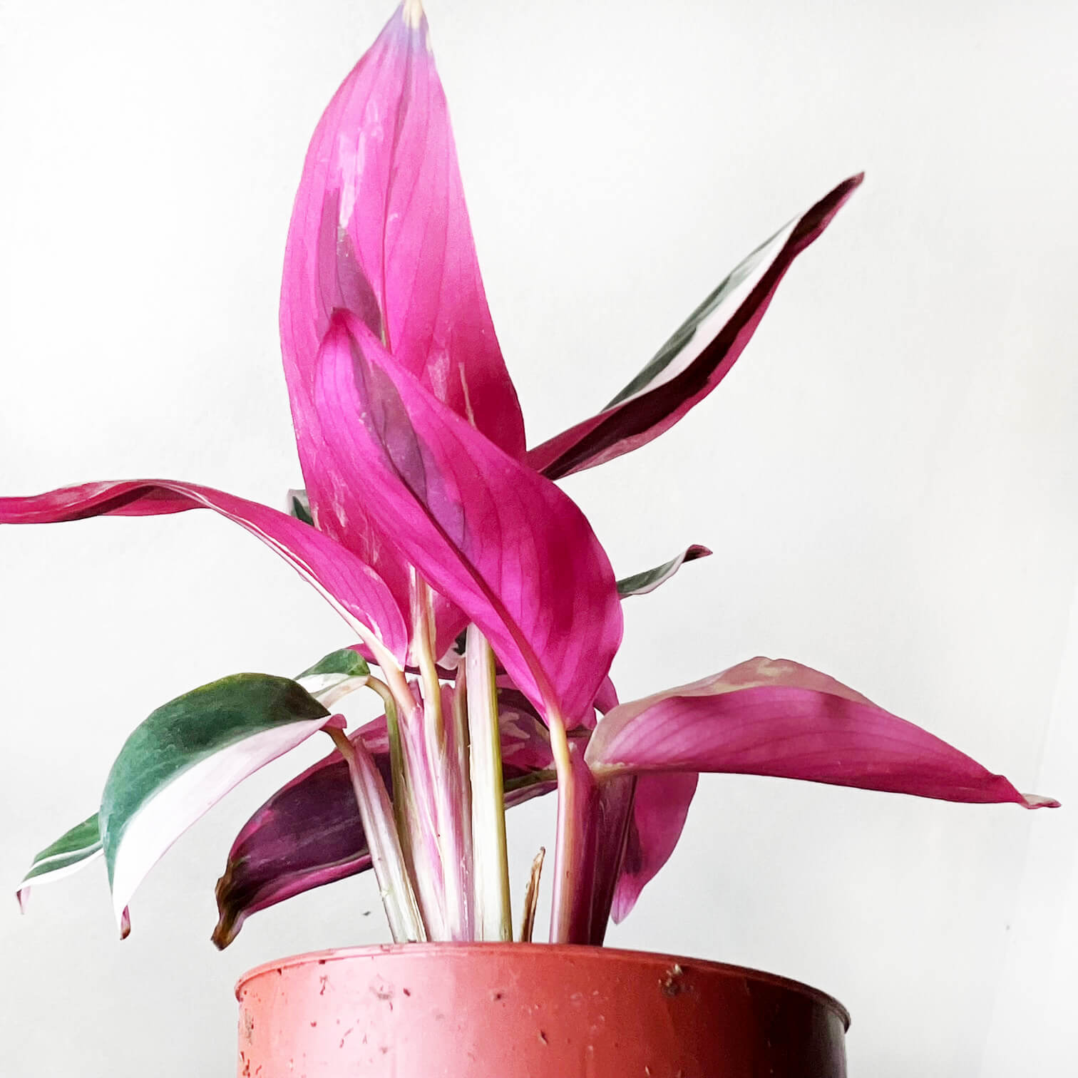Baby Maranta Stromanthe Triostar