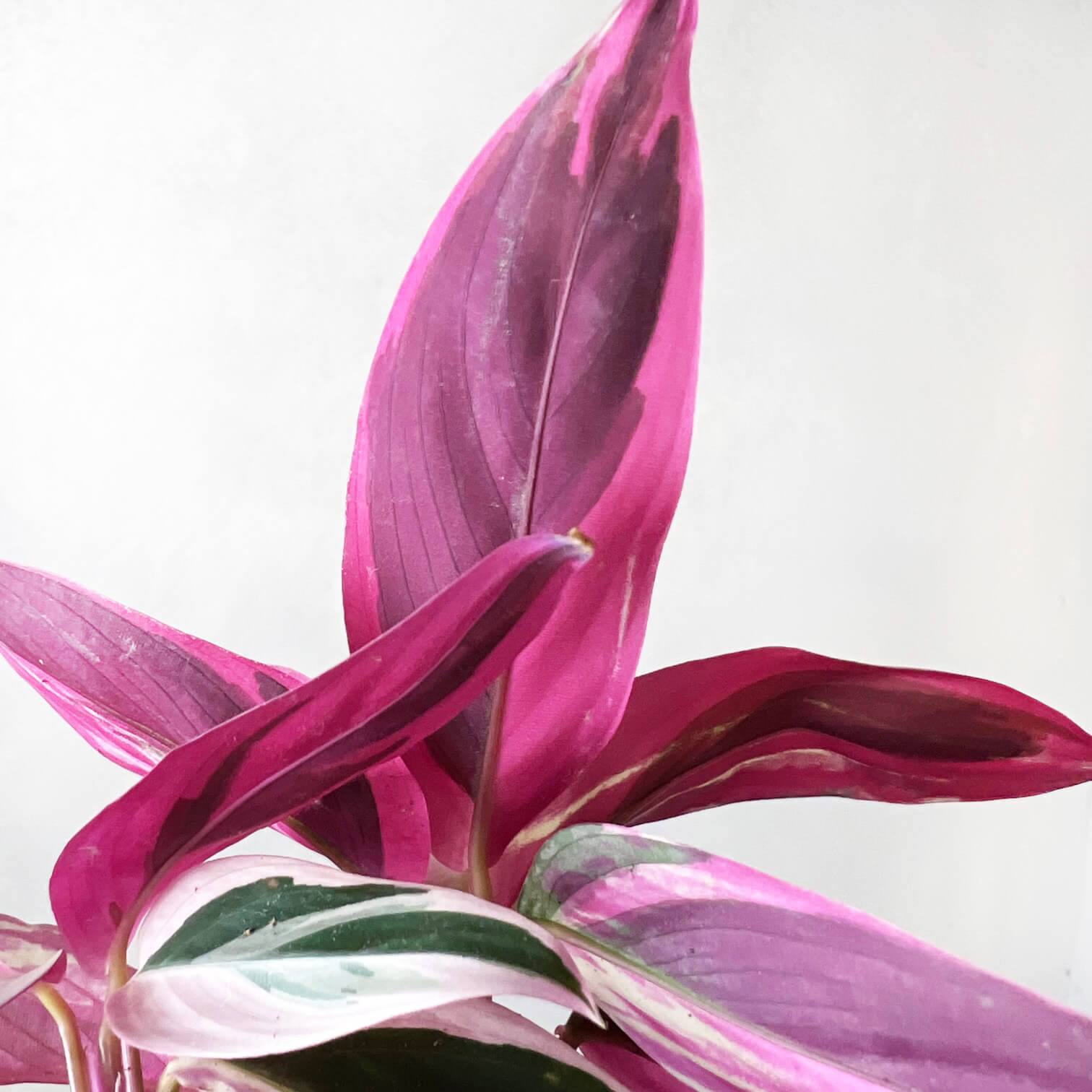 Baby Maranta Stromanthe Triostar
