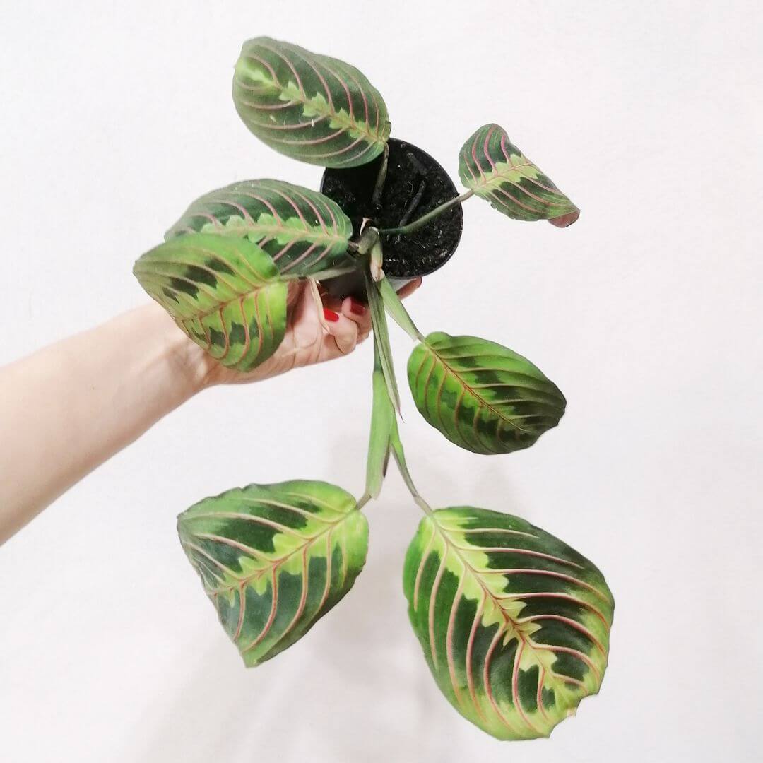 » Baby Maranta Leuconeura Fascinator (100% off)