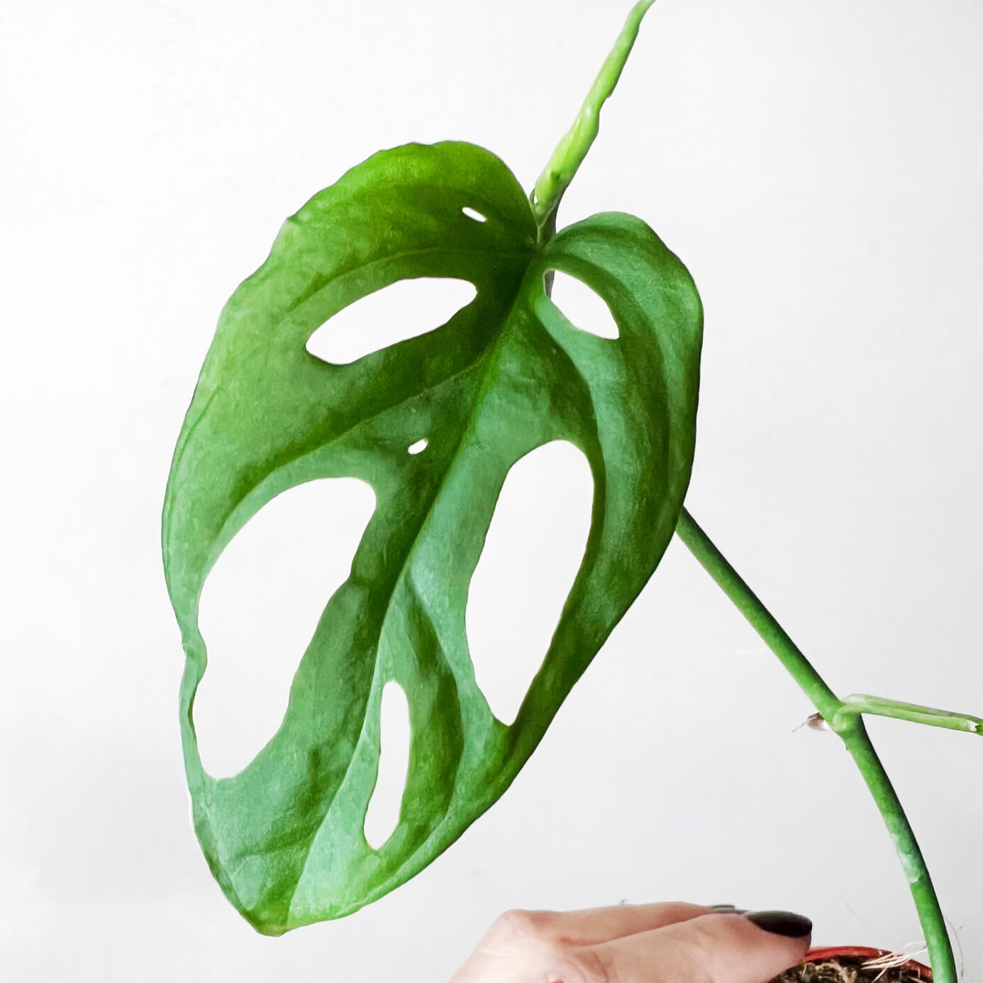 Baby Monstera Esqueleto