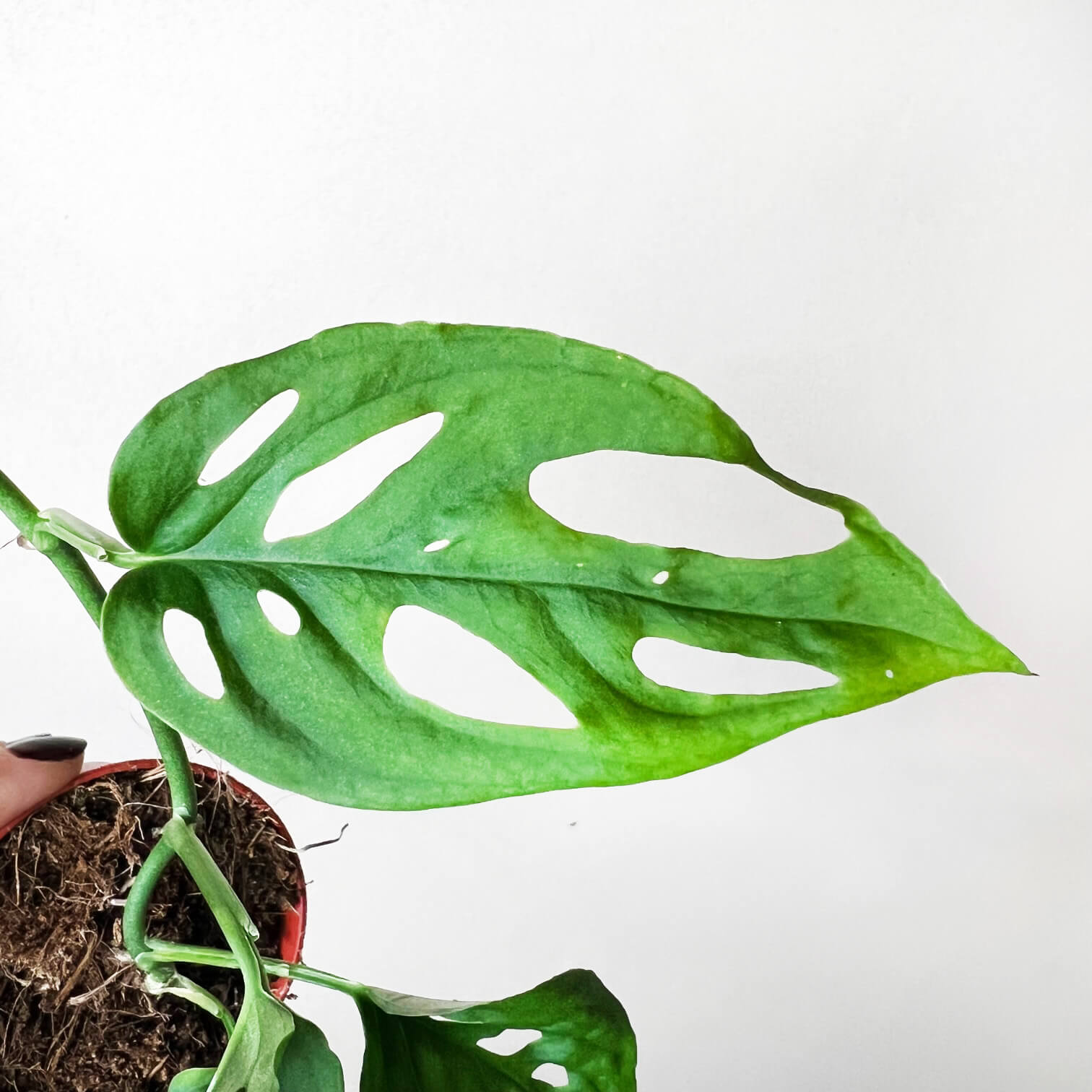 Baby Monstera Esqueleto