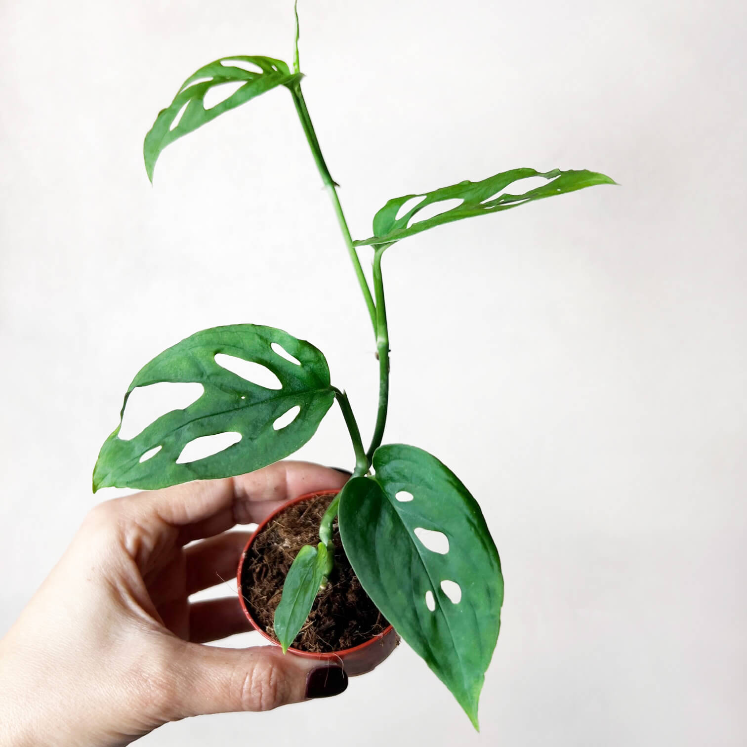 Baby Monstera Esqueleto