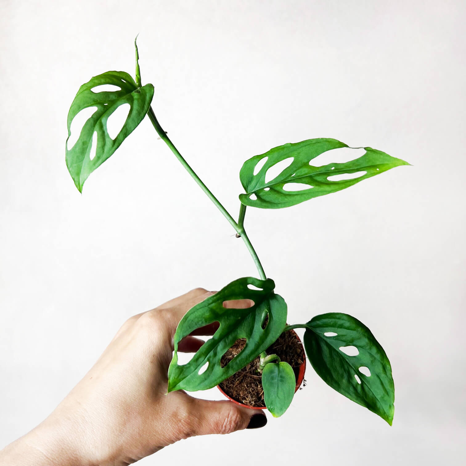 Baby Monstera Esqueleto