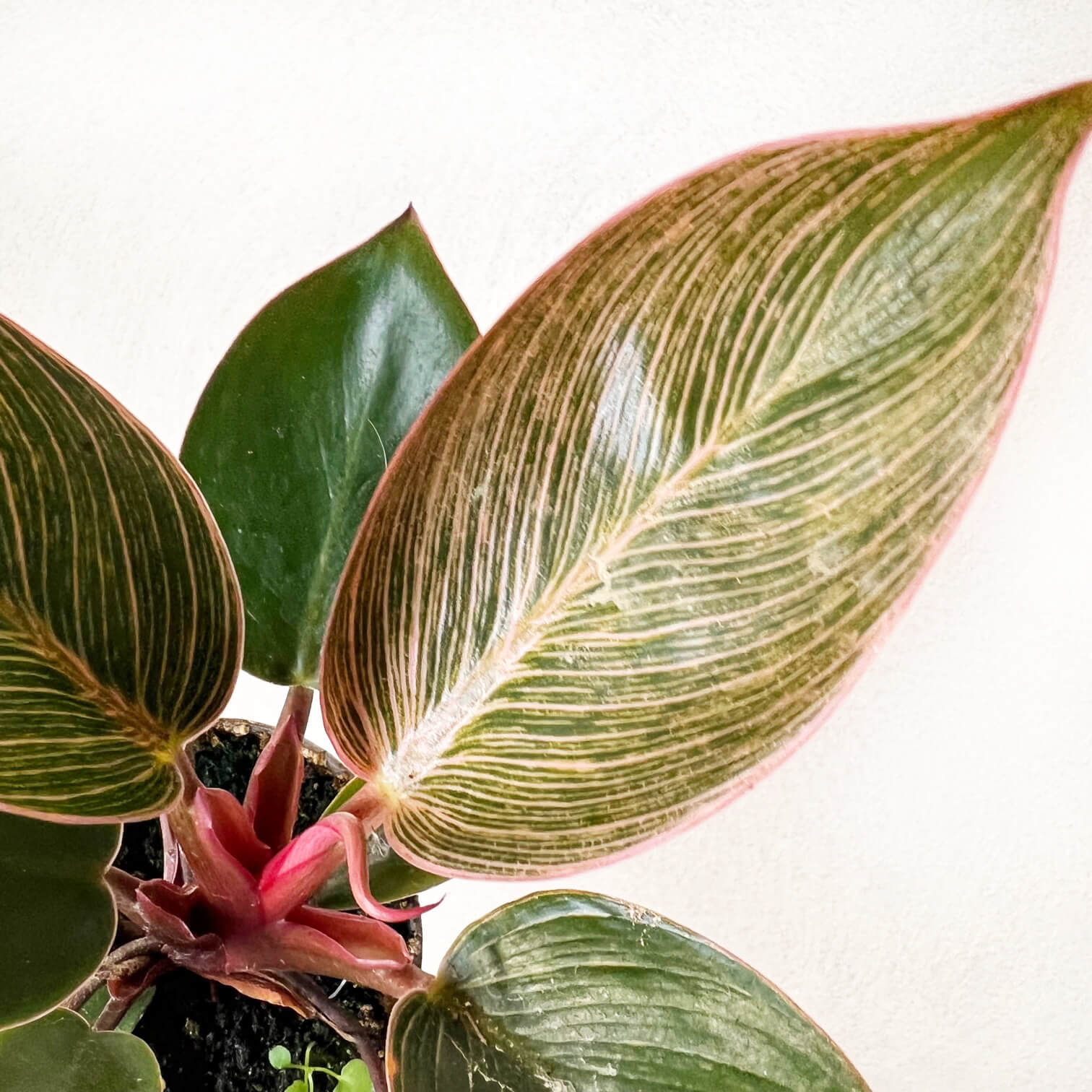 philodendron pink bikini Baby Philodendron Pink Birkin