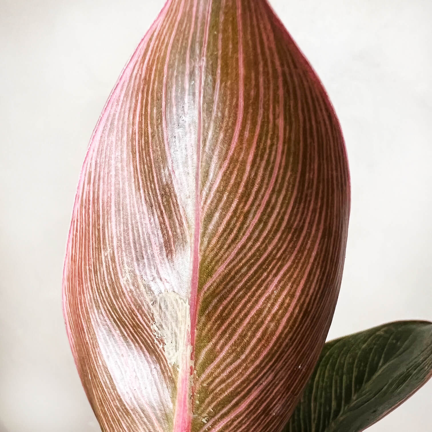 Baby Philodendron Pink Birkin