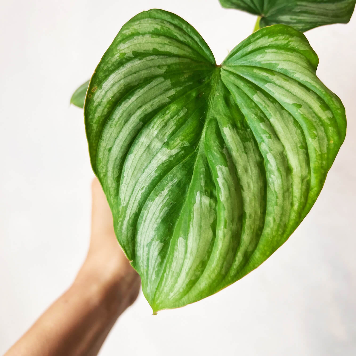 Baby Philodendron Mamei