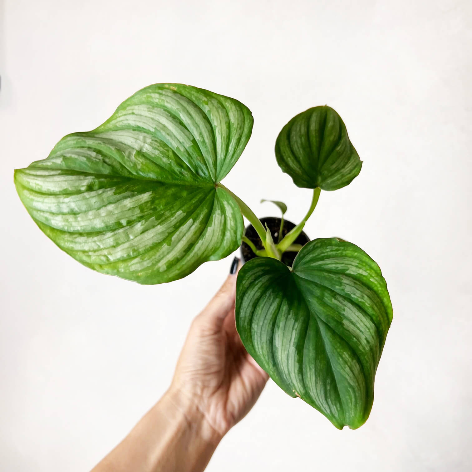 Baby Philodendron Mamei