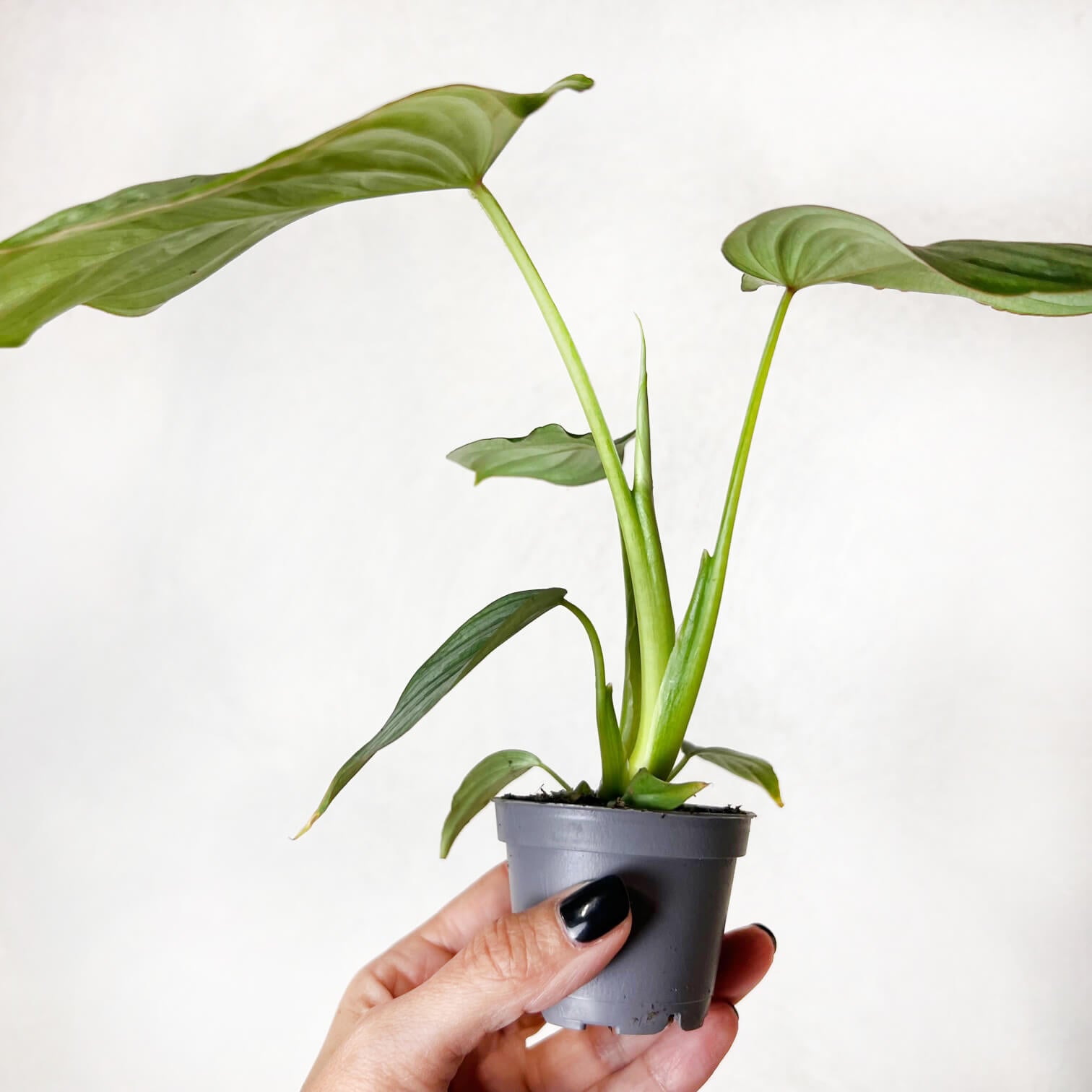 Baby Philodendron Mamei