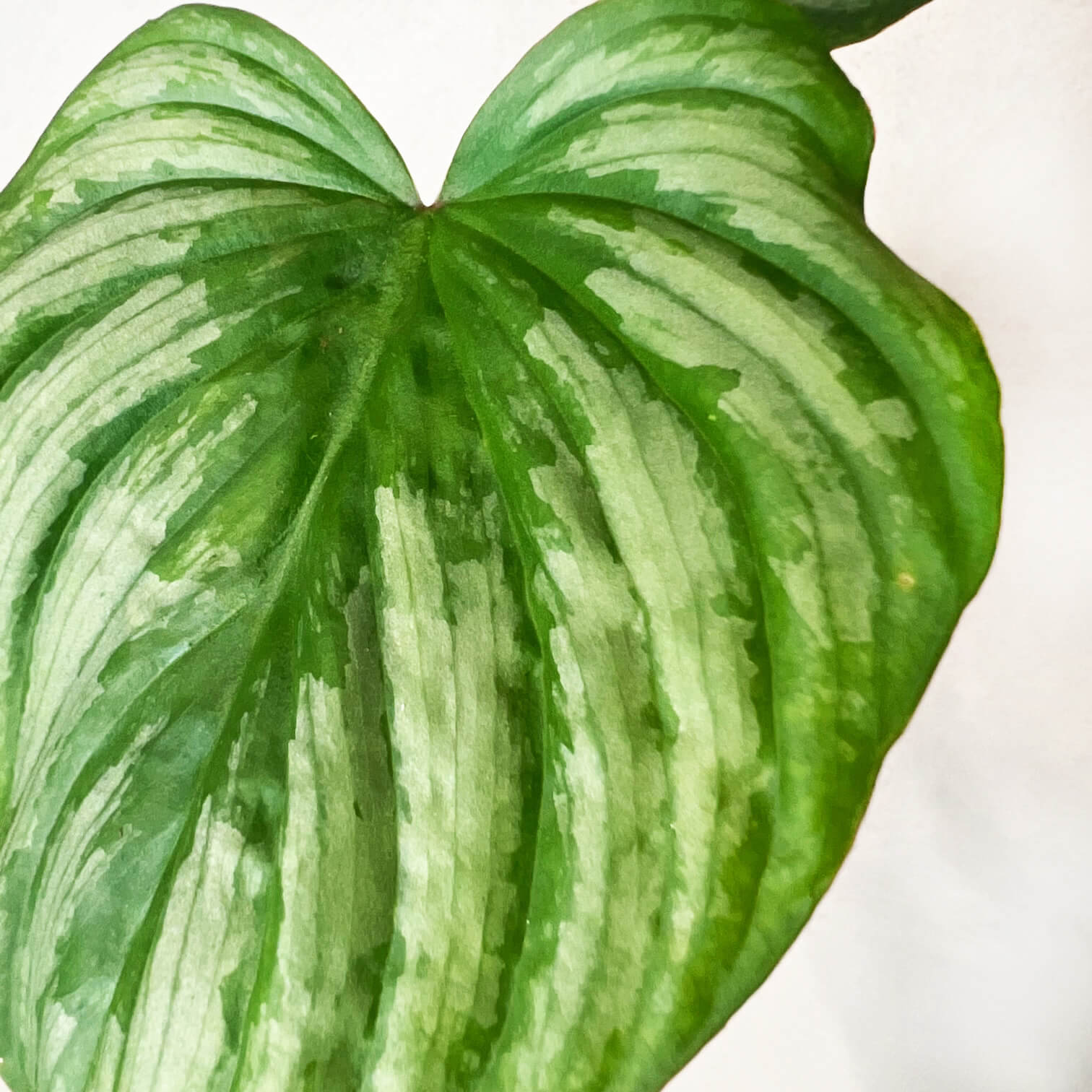 Baby Philodendron Mamei