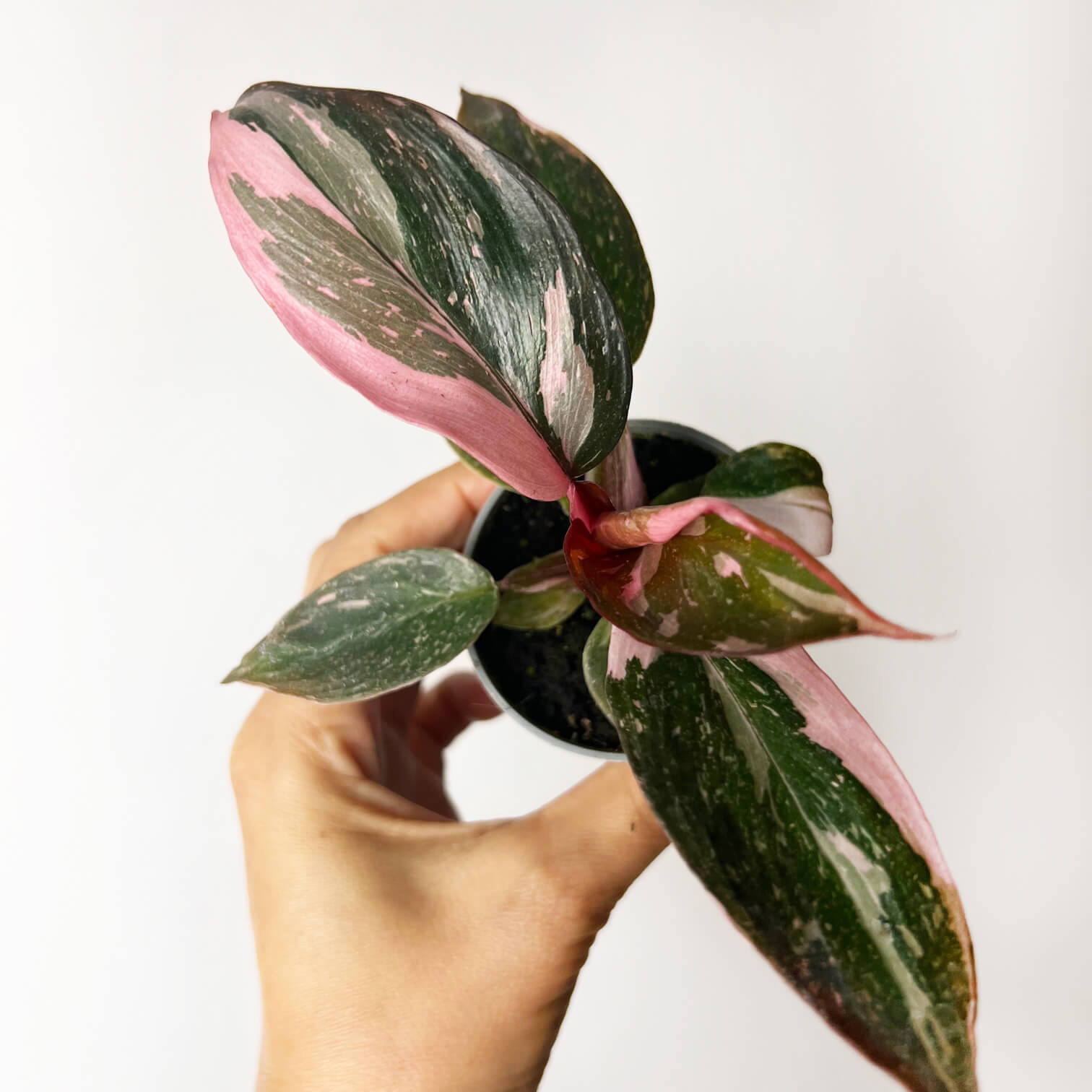 philodendron pink marble Philodendron Pink Marble