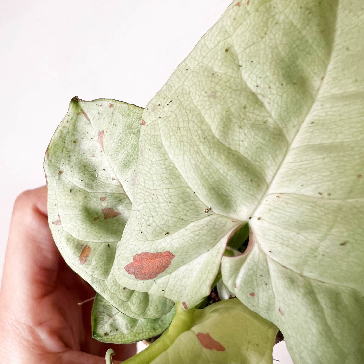 Baby Syngonium Confetti