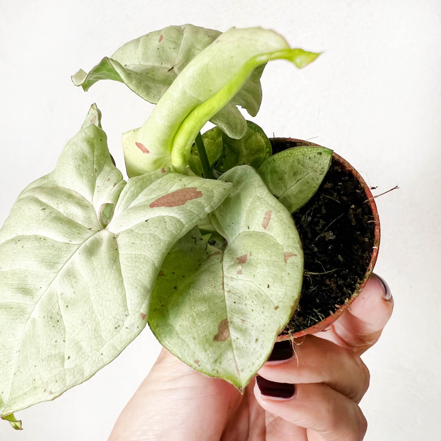 Baby Syngonium Confetti