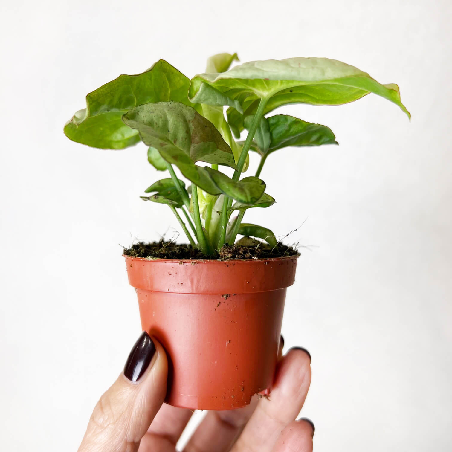 Baby Syngonium Confetti