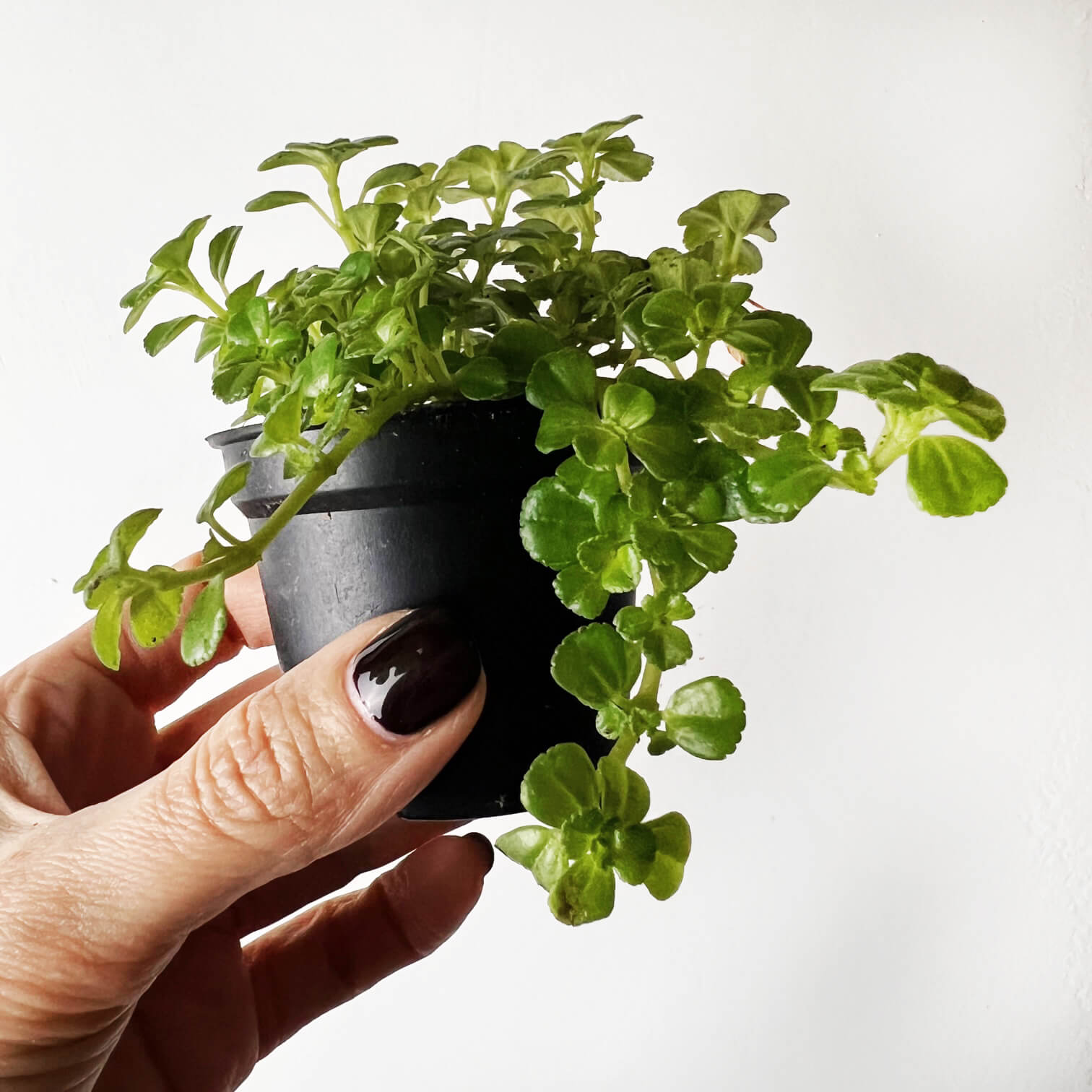 baby Pilea depressa Sao Paulo