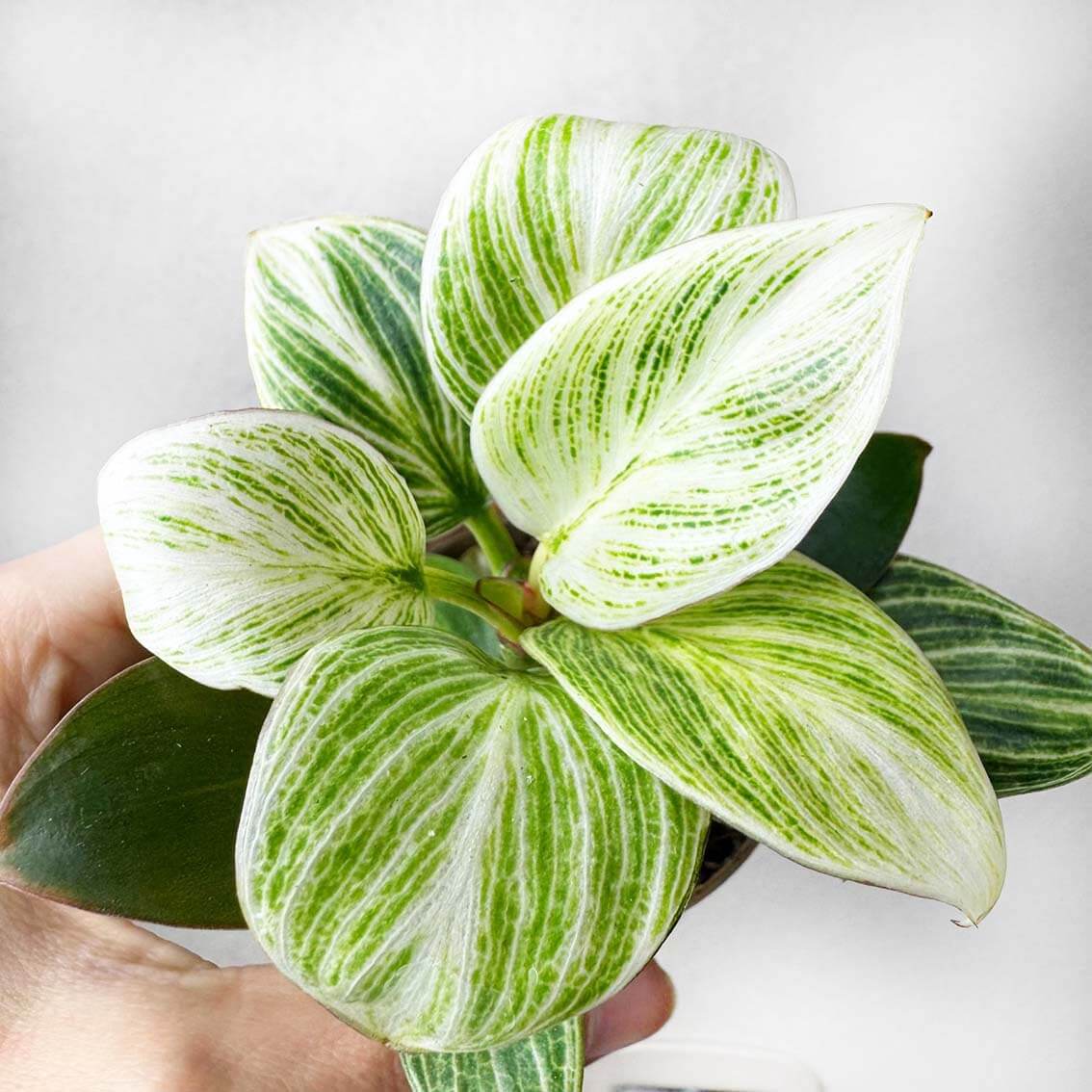 Philodendron Peridot