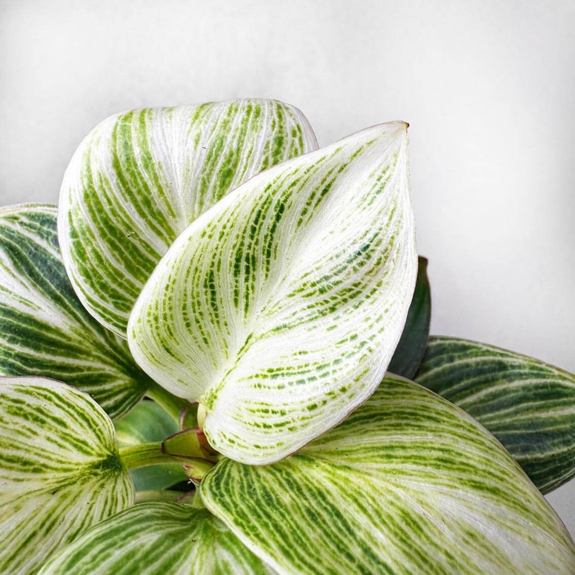 Philodendron Peridot