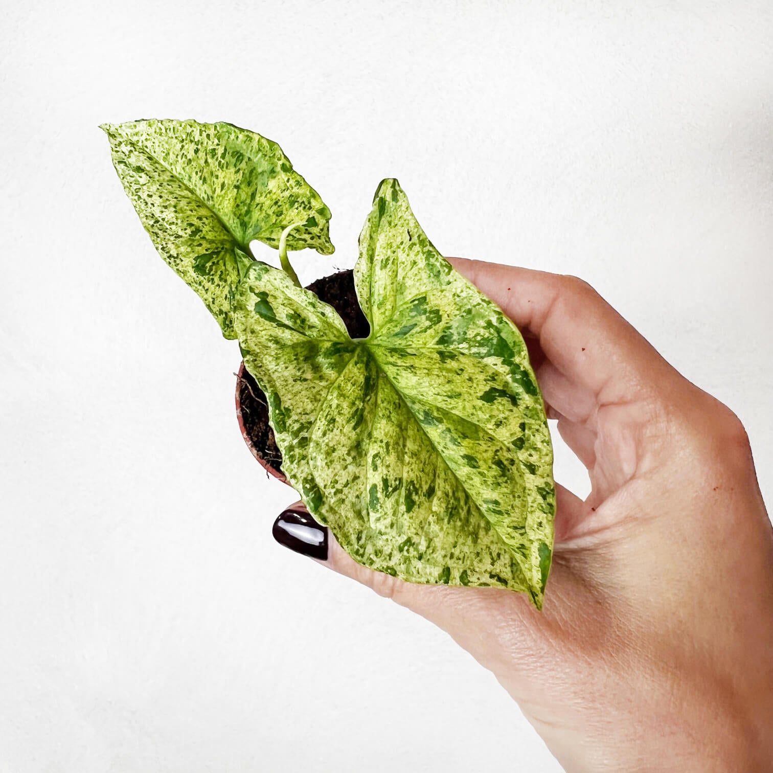 Baby Syngonium Mottled Mojito