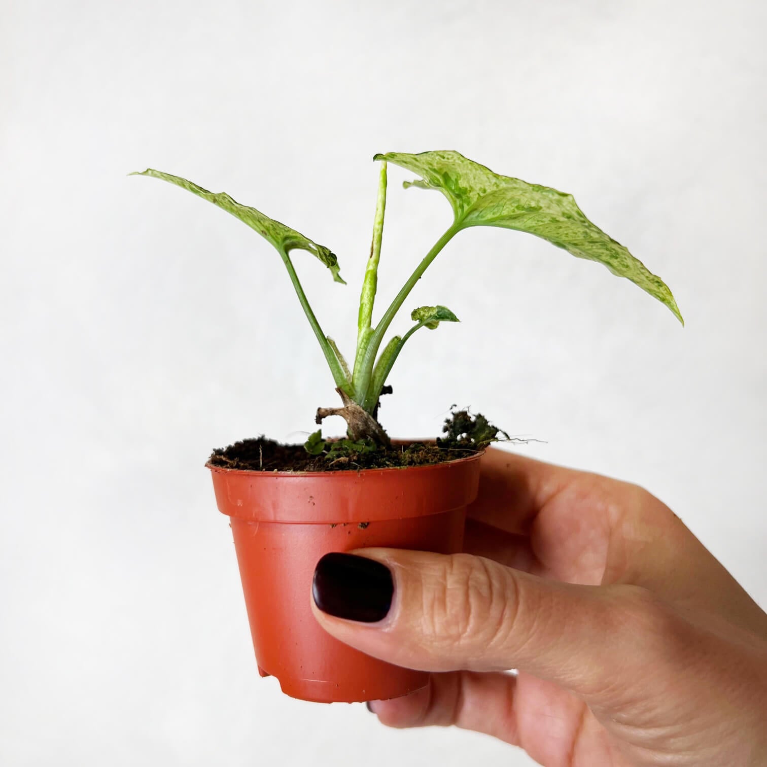 Baby Syngonium Mottled Mojito