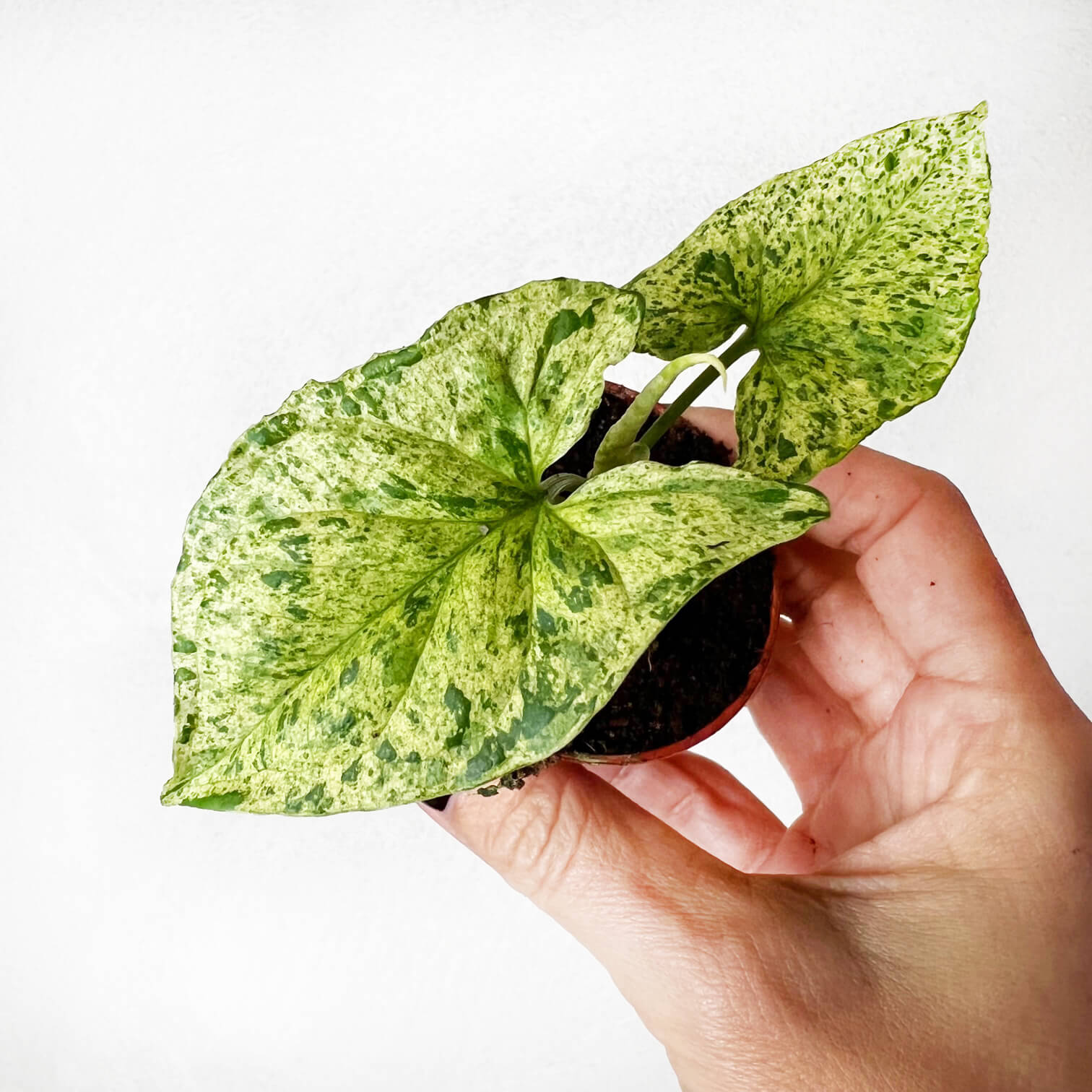 Baby Syngonium Mottled Mojito