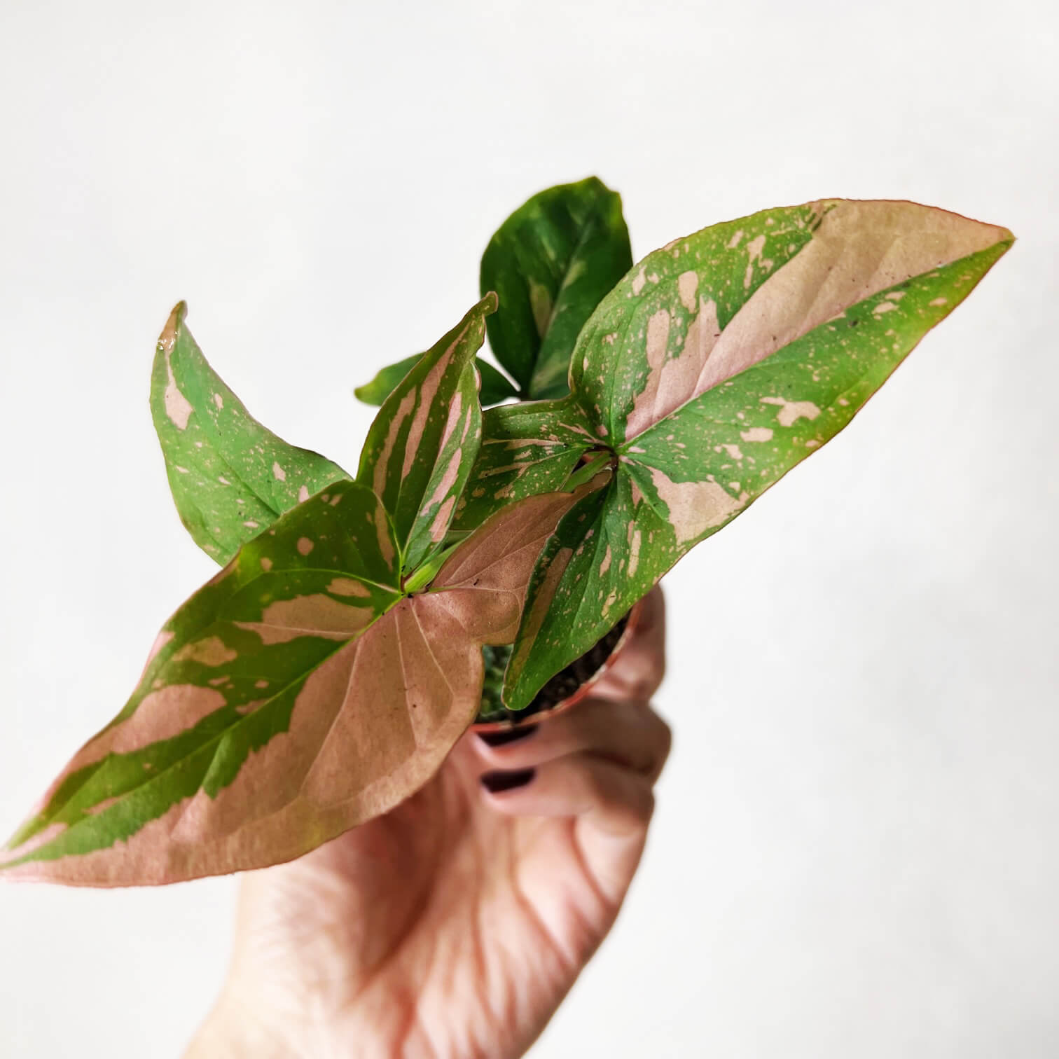 Baby Syngonium Pink Splash