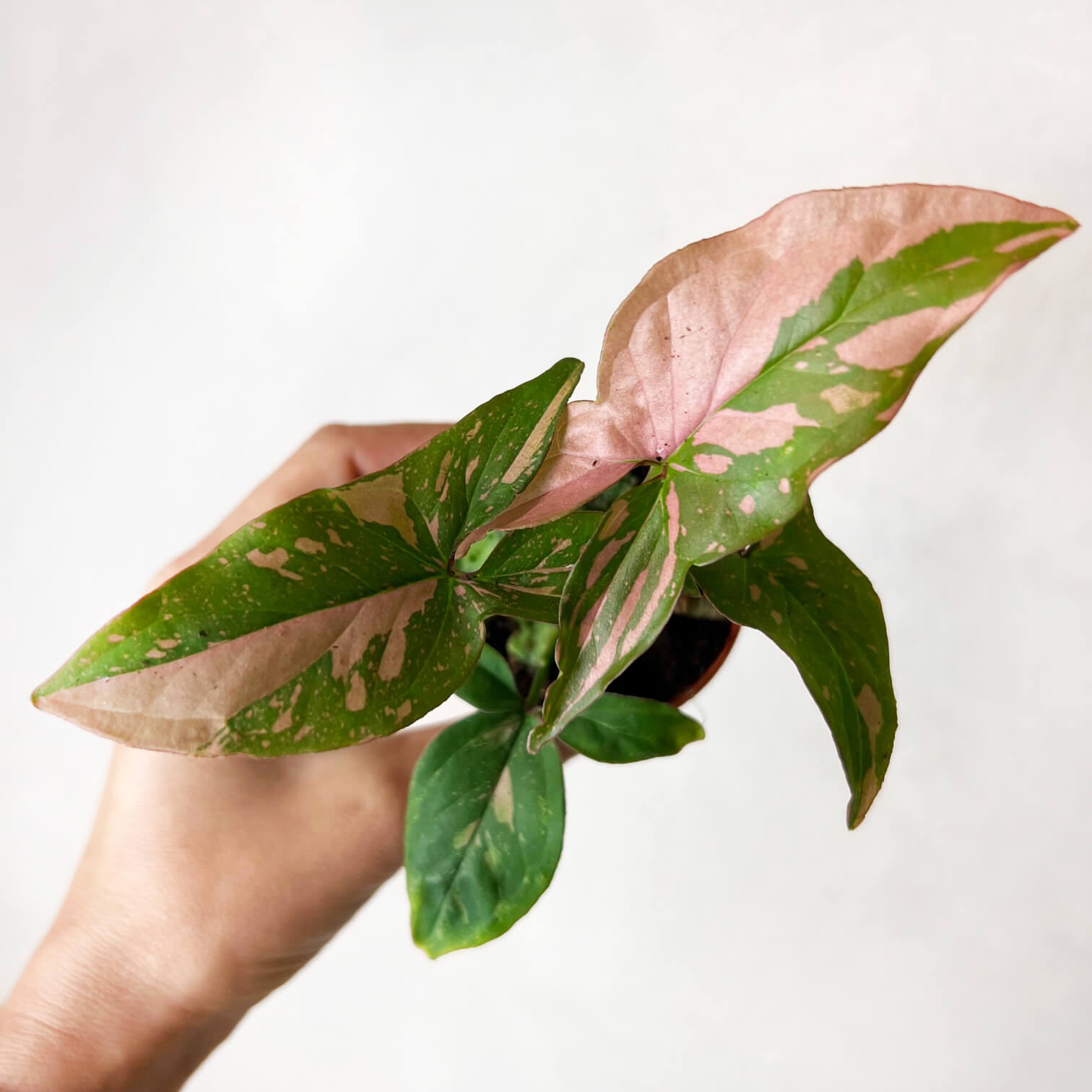 Baby Syngonium Pink Splash