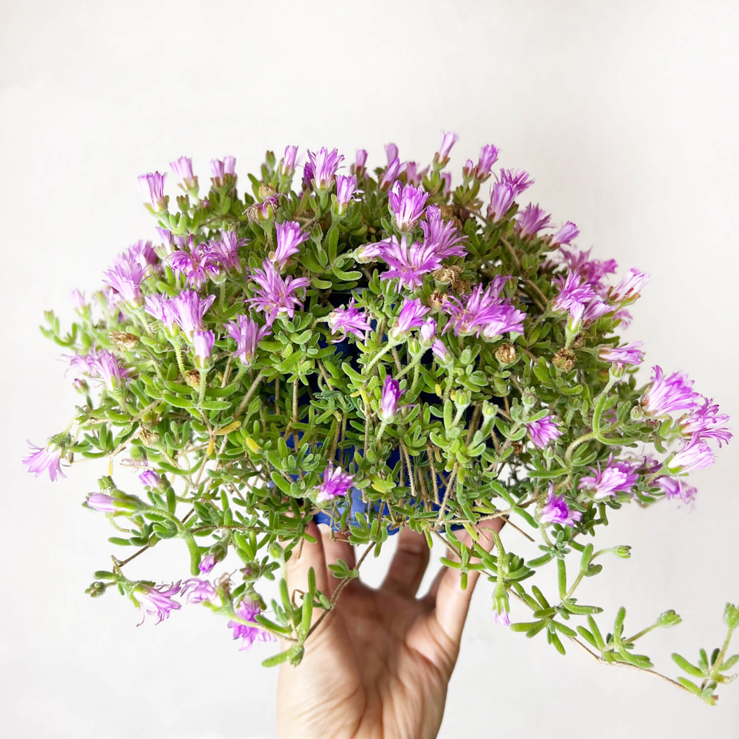 Drosanthemum Hispidum (Barba di Giove)