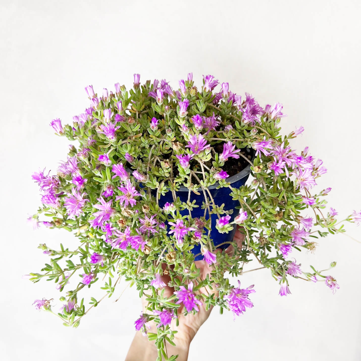 Drosanthemum Hispidum (Barba di Giove)