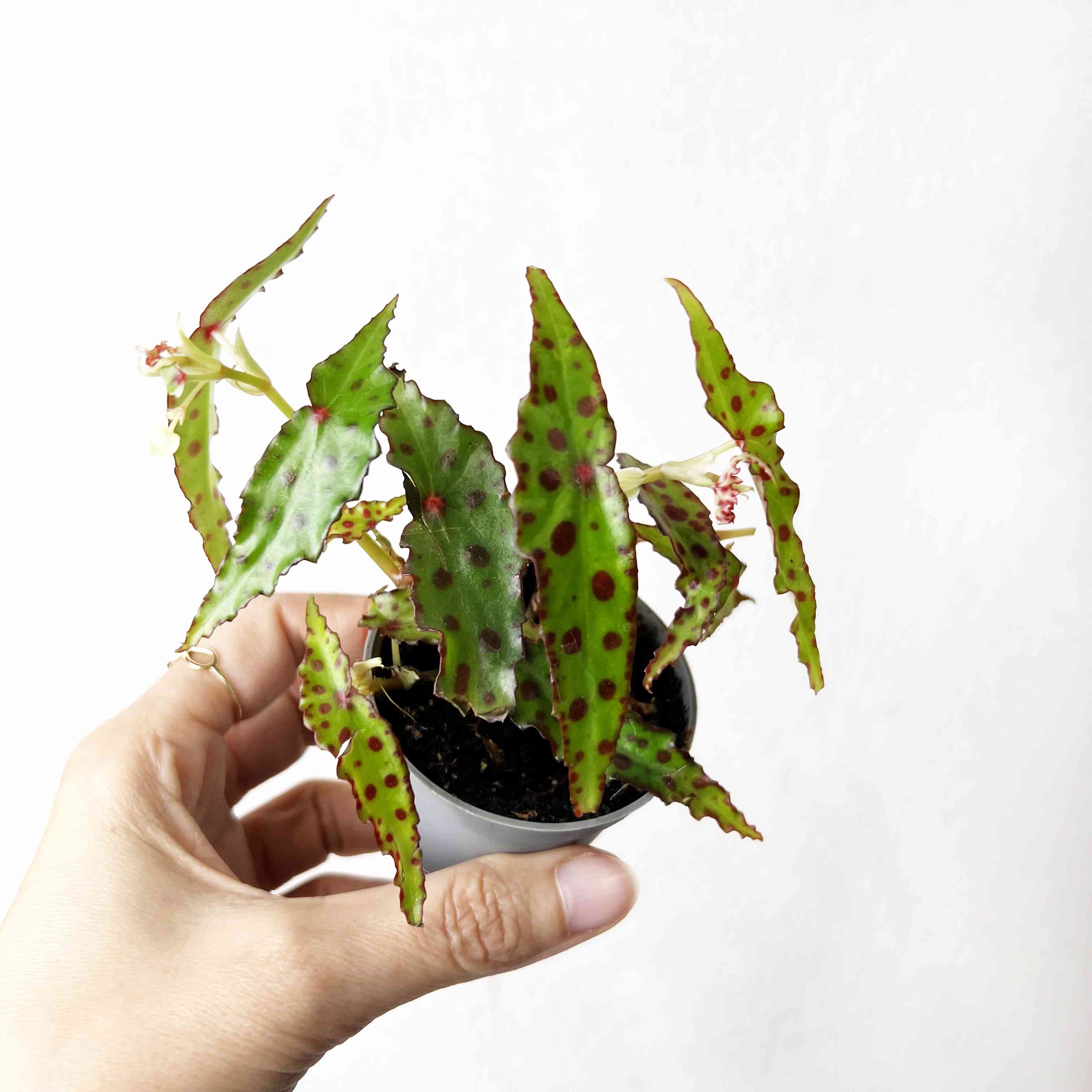 Baby Begonia Amphioxus