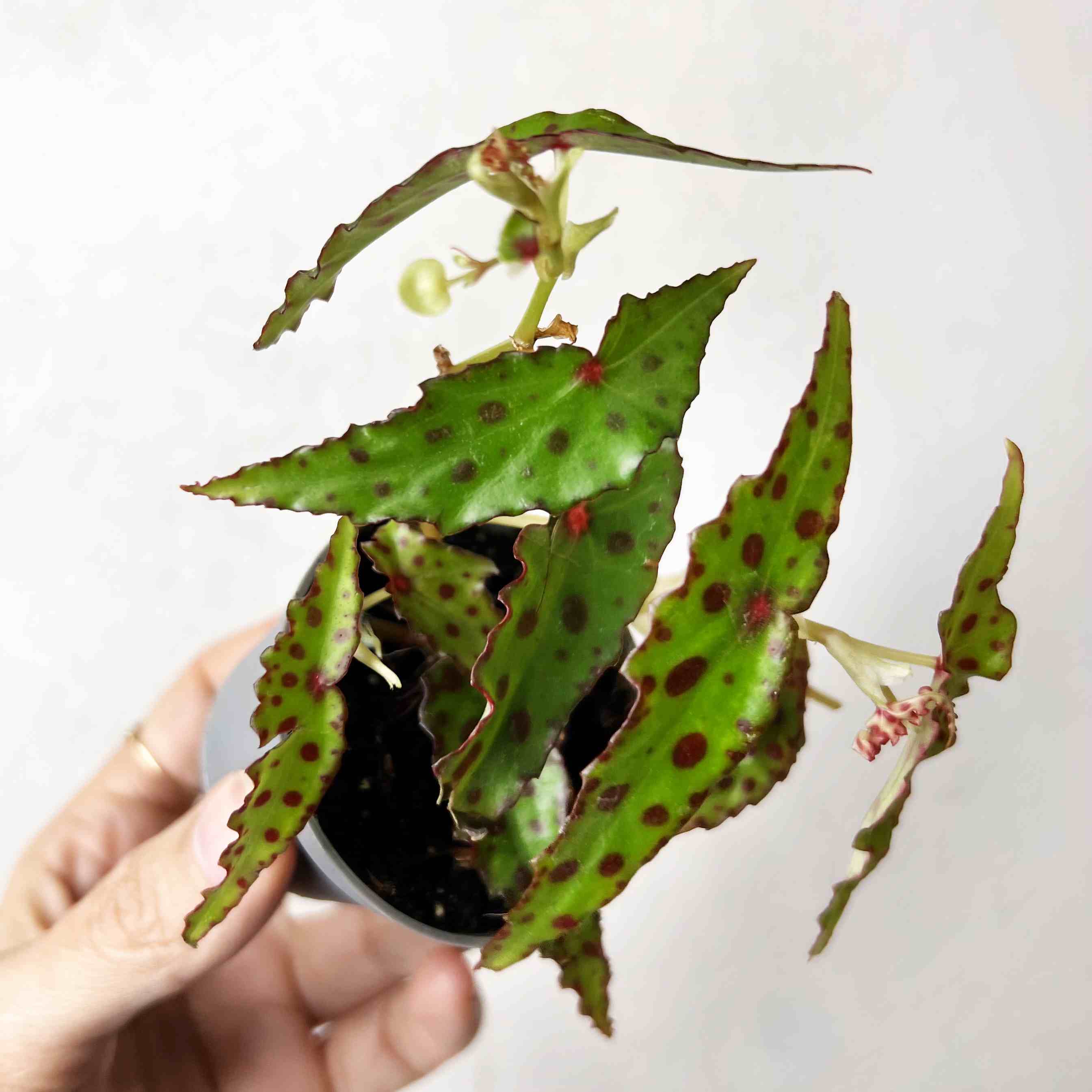 Baby Begonia Amphioxus