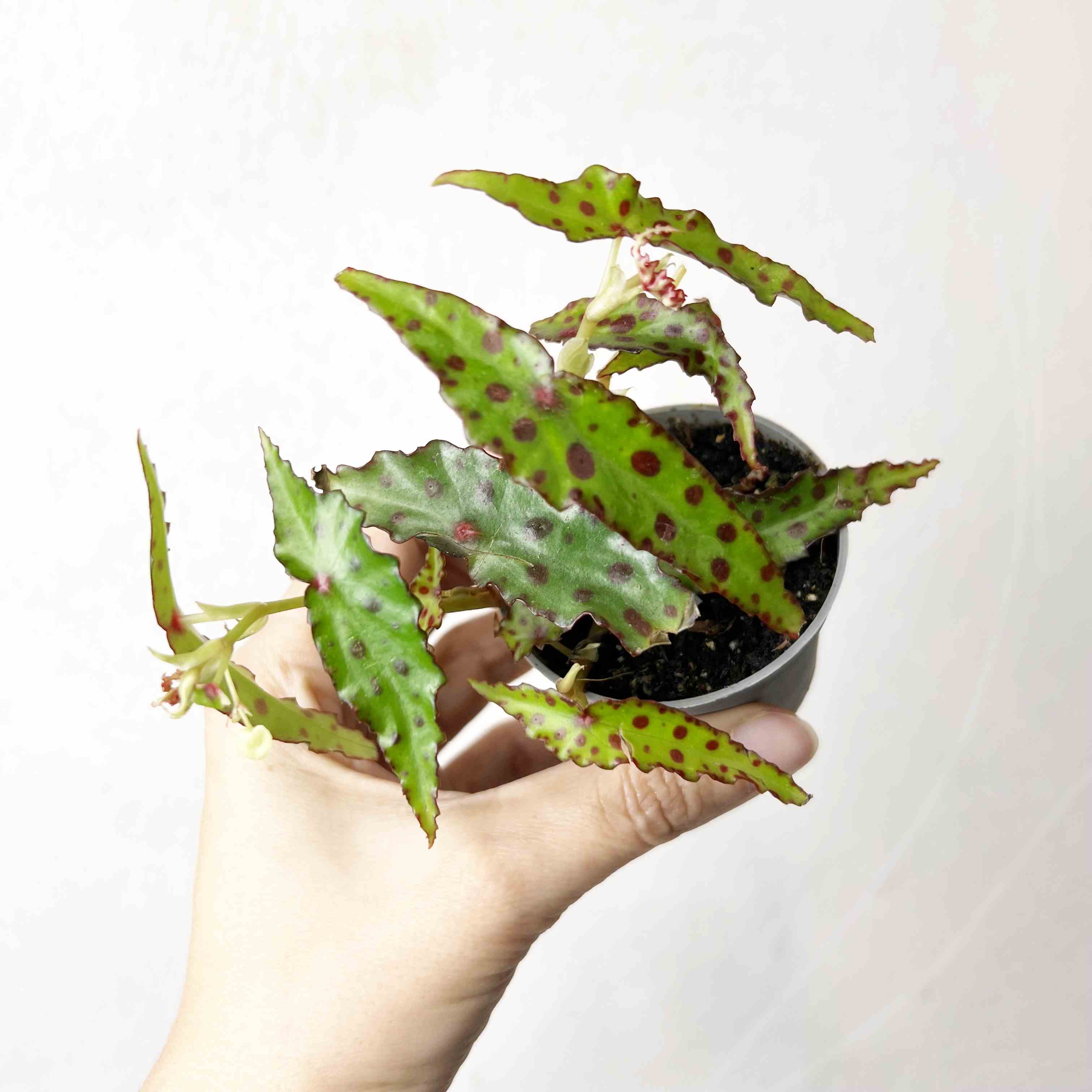 Baby Begonia Amphioxus