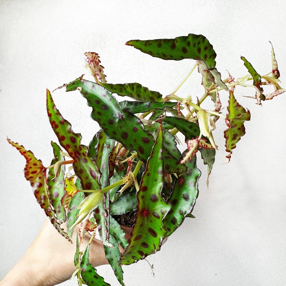 Begonia Amphioxus