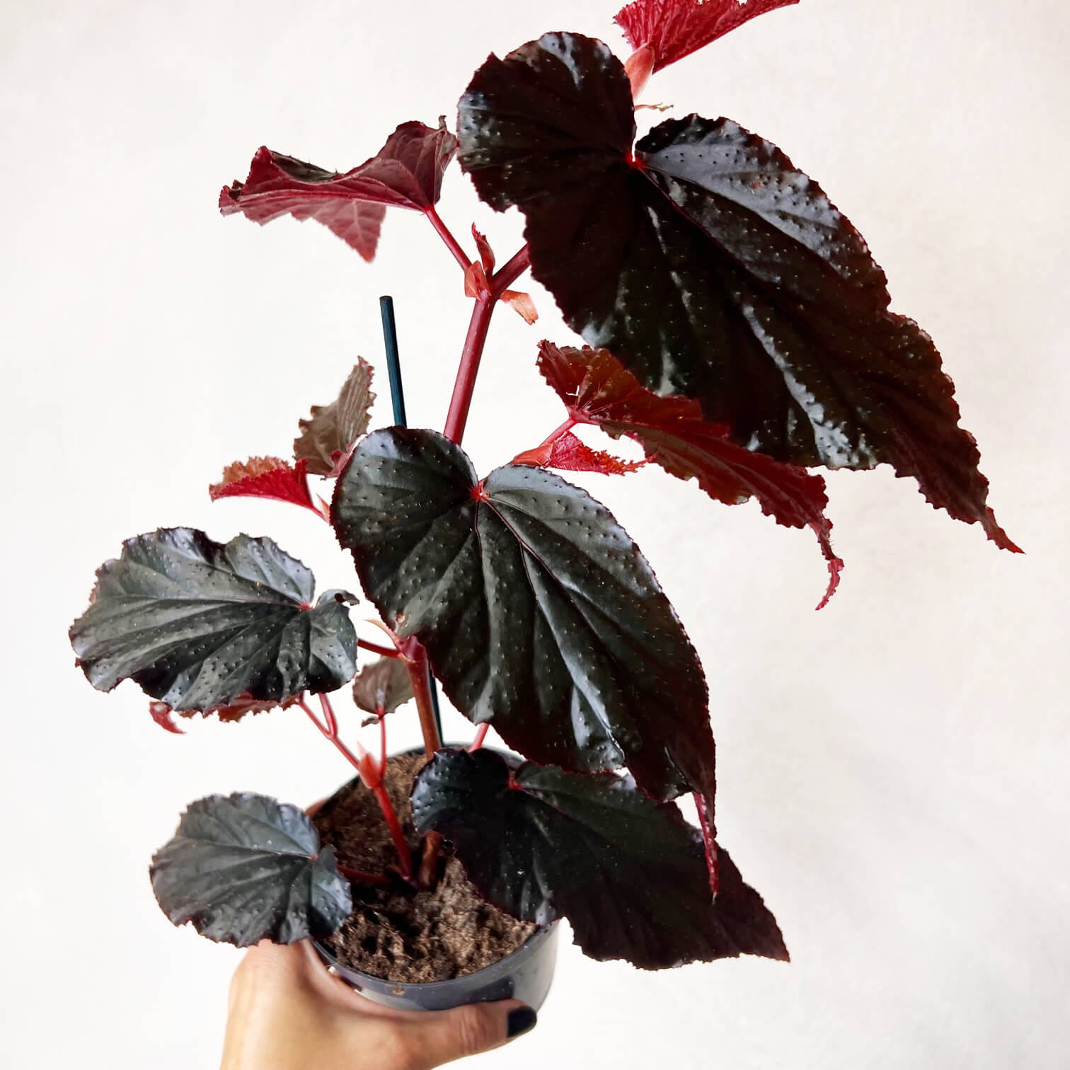 Begonia Arabian Sunset